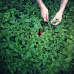 prinzessinnengarten-theblogazine-20120829-4