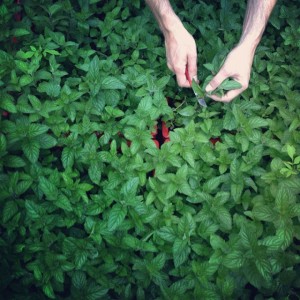 prinzessinnengarten-theblogazine-20120829-4