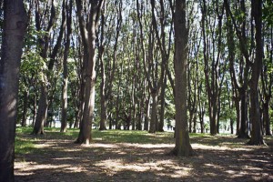 the-blogazine-forlanini-20120816