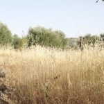 the-blogazine-vicky-trombetta-andalucia-01