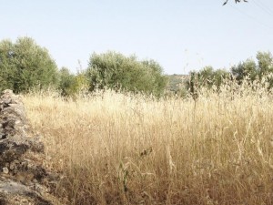 the-blogazine-vicky-trombetta-andalucia-01