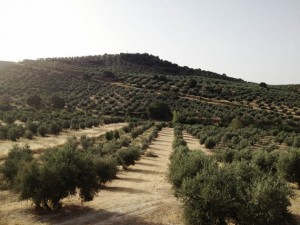 the-blogazine-vicky-trombetta-andalucia-05