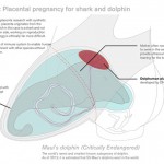 theblogazine-pregnancy-1-20121010
