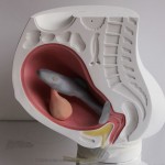 theblogazine-pregnancy-2-20121010