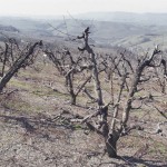the-blogazine-20130403-stefano-tripodi-4