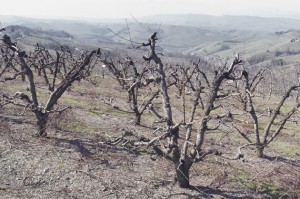 the-blogazine-20130403-stefano-tripodi-4