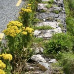 theblogazine-dingle-ireland-3