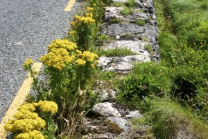 theblogazine-dingle-ireland-3