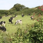 theblogazine-dingle-ireland-5