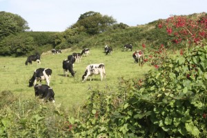 theblogazine-dingle-ireland-5