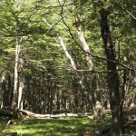 the-blogazine-20130405-patagonia-3