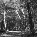the-blogazine-20130405-patagonia-3