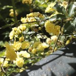 the-blogazine-garden-of-seville