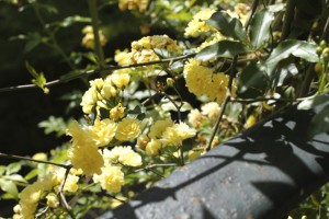 the-blogazine-garden-of-seville