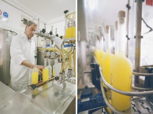the-blogazine-limoncello-factory-5