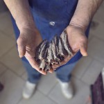theblogazine-20130611-anchovies-3