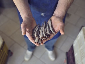 theblogazine-20130611-anchovies-3