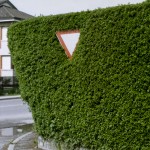 they are following us01