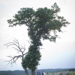 the-blogazine-20130710-linguini-recipe-from-tuscany-1