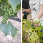 the-blogazine-20130710-linguini-recipe-from-tuscany-7