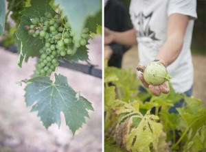 the-blogazine-20130710-linguini-recipe-from-tuscany-7