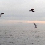 the-blogazine-20130715-TacitaDean_IV