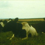 the-blogazine-20130715-TacitaDean_V