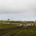 the-blogazine-20130726-wild-at-heart-scotland-01-sylvia-duckworth