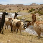 the-blogazine-20130920-bolivia-carmelo-flores-laura