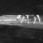 the-blogazine-20131014-adrian-paci-2