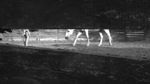 the-blogazine-20131014-adrian-paci-2