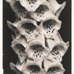 Edward Steichen: A Recent Acquisition at the Whitney Museum