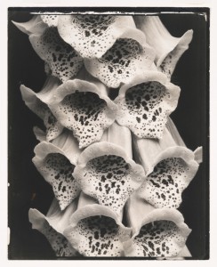 Edward Steichen: A Recent Acquisition at the Whitney Museum