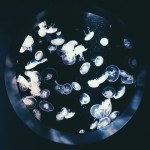 Through the Lens of Ngoc Nguyen from Ashes and Wine