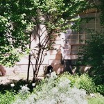 Visiting Milan: Brera Botanical Garden