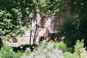 Visiting Milan: Brera Botanical Garden