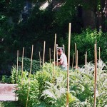 Visiting Milan: Brera Botanical Garden