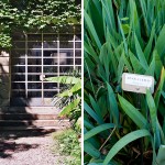 Visiting Milan: Brera Botanical Garden