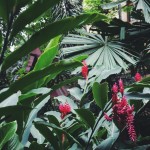 Through the Lens of Salemm