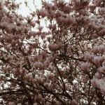 Through the Lens of Carissa Gallo
