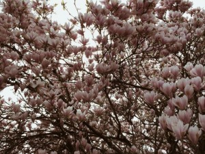 Through the Lens of Carissa Gallo