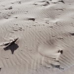 Through the Lens of Carissa Gallo