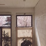 Through the Lens of Carissa Gallo