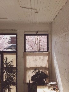 Through the Lens of Carissa Gallo