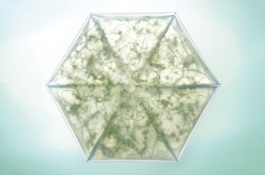 Tomorrow Machine, New Gestures of Edible Packaging